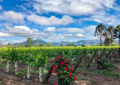 viñedos y cultivos en el tour viña undurraga: zona de la calicata