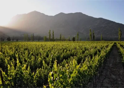Viñedos orgánicos de Viña Cousiño Macul con vista a la Cordillera de los Andes