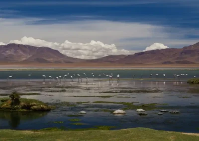 bofedal de putana con flamencos y montañas en tour geyser del tatio