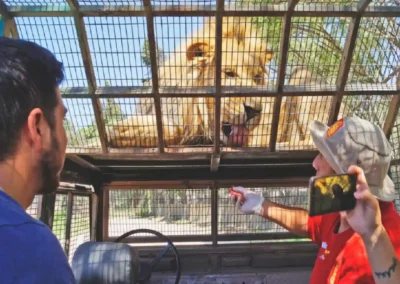 Guía alimentando a un león durante el Safari Felinos en Parque Safari Rancagua