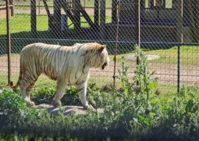 Grandes Felinos en el Parque Safari Rancagua. Experiencia incluida.