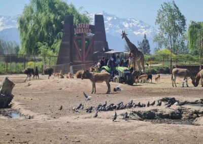 Jirafas y cebras en el Safari Herbívoros del Tour Safari Rancagua