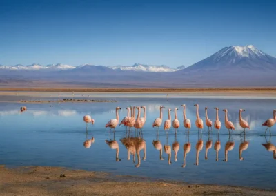 tour laguna chaxa en el salar de atacama con flamencos