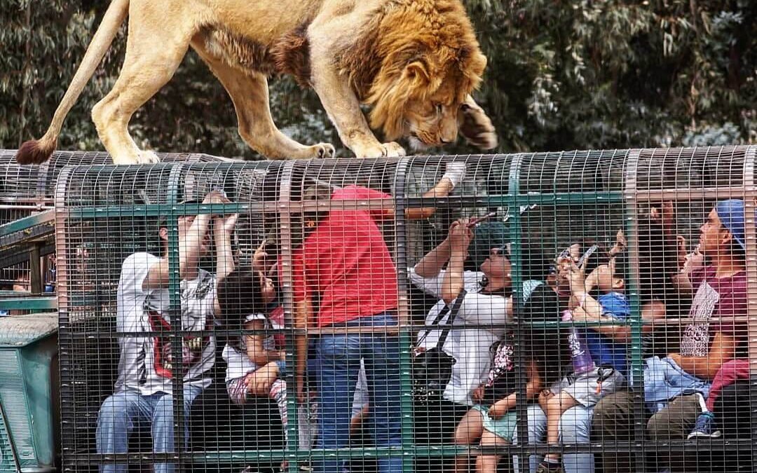 ¿Qué ofrece el Parque Safari y cómo llegar desde Santiago?
