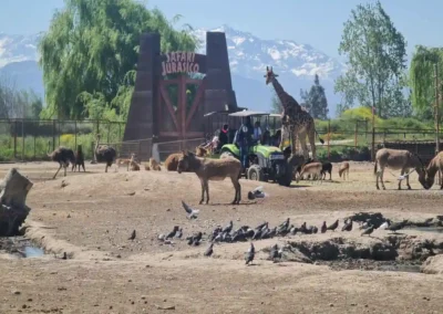 Safari Herbívoros en Parque Safari Rancagua con jirafa, cebras, aves y otros animales en la sabana