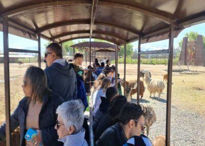 Safari Herbívoros incluido en el Tour Safari Rancagua con traslado hotel