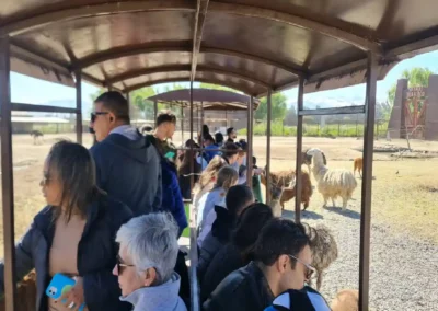 Turistas en el tren del Safari Herbívoros en Parque Safari Rancagua rodeados de llamas y otros animales