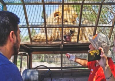 Safari Felinos incluido en el Tour Safari Rancagua con traslado al hotel